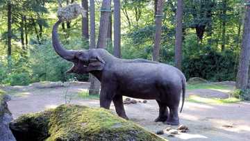 China and Dubai buy 100 baby elephants for $2.7 million