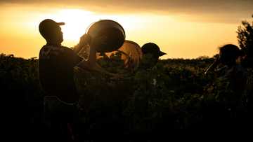 Premature harvests latest test for French winemakers