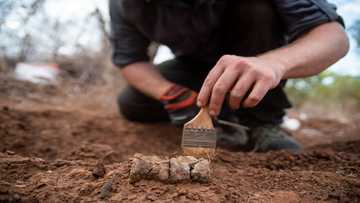 Africa's oldest dinosaur found in Zimbabwe