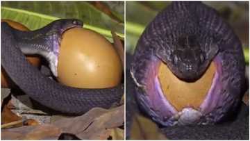 Viral video captures long snake swallowing egg whole, peeps amazed: "Never seen anything like it"