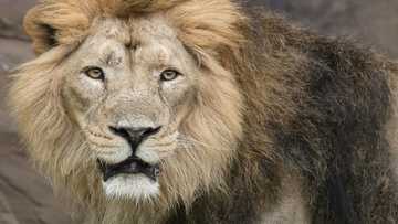 Big CAT scan: London Zoo treats lion with earache