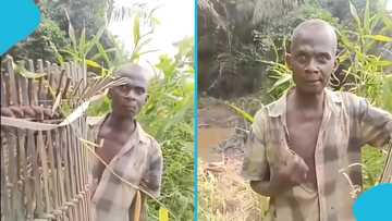 Farmer catches elderly man stealing from his pond, suspect begs to work on farm as punishment