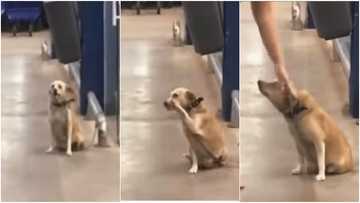Dog greets people at a supermarket, heartwarming video causes mixed reactions as it goes viral