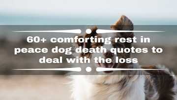 60+ comforting rest in peace dog death quotes to deal with the loss