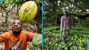 Smuggling of fertilisers and goods flourishes amid corruption at Ghana-Burkina Faso border