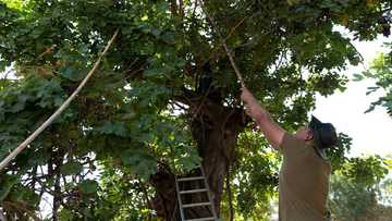 Cypriot carob growers harvest their 'black gold'
