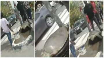 Mysterious: Giant sea turtle spotted on the streets in emerging video