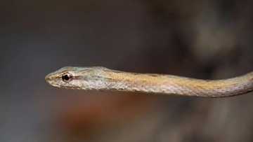 Woman Dies After Snake Bites Her Clitoris