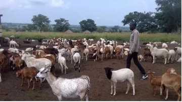 How 5 Ugandan brothers turned goat farming into a million-dollar business