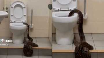 Massive snake slithering into toilet gets 5.8M views, nightmarish video leaves TikTok users terrified