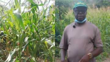 Meet the 70-year-old Ghanaian man who left the US to become a maize farmer in Ghana; speaks in video