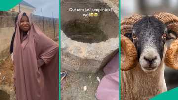 Price of ram: Lady confused as Sallah ram jumps inside well, escapes from owner and hides