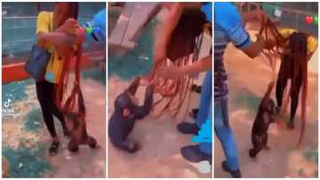 Paying the price for fashion: Lady's extra-long braids lands her in trouble with monkey