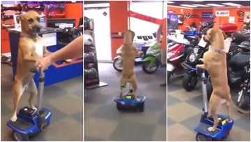 Cruising pet: Video shows rich dog riding its 'car', vibing around house to admiration of many on online