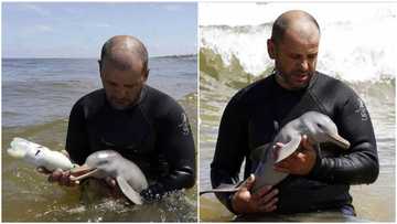 Man enters the ocean, feeds animal with a bottle like its human baby, photos go viral