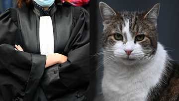 Feline Muddle: Lawyer Has Purrfect Response to Unexpected Cat Filter