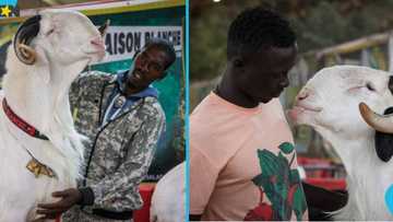 Sacrificial ram stolen in Hohoe, owner warns of deadly spiritual consequences