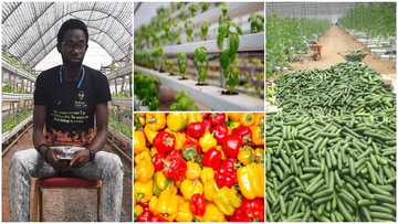 Farmer Who Grows Crops in the Air Stuns Internet With Massive Harvest, Photos Causes Stir