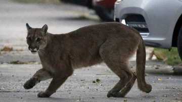 Mother fights off mountain lion with bare hands to save son