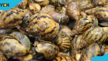 Wele, 90 giant African snails among othrs seized at US airport from traveller from Ghana