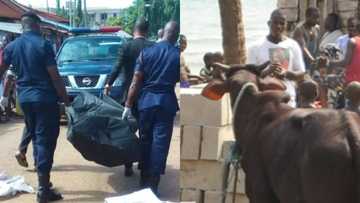 Man dies on the spot after cow he stole kicked him in his private part