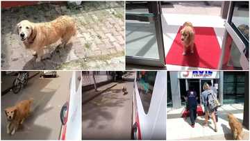 Emotional video drops as dog chases ambulance as it takes its owner to the hospital