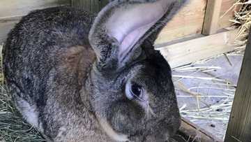 Darius: World's biggest rabbit disappears; owner offers GHC40k for its recovery