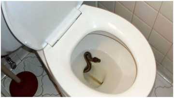 5 very effective ways to keep snakes away from your toilets completely 1 & snake prevention box