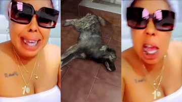 Afia Schwarzenegger's dog poisoned to death, netizens fear she could be next