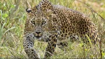 Two Brothers Escape from Leopard by Hitting It with A Birthday Cake