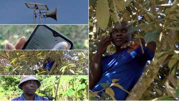 At Akyem-Tafo Nobi, you must climb a tree to receive a phone call