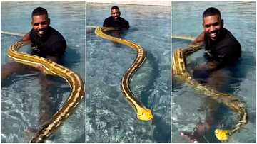 Former US footballer swims with beautiful long snake in massive pool, video scares peeps: “So dangerous”