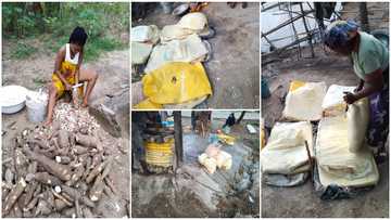 Lady Who Recently Harvested Cassava from Her Farm Showcases Bags of Garri it Produced, Many React