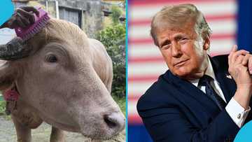 Viral Donald Trump look-alike buffalo saved from becoming sallah meat for Eid Al-Adha