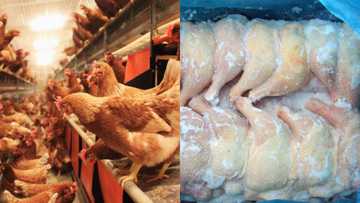 'Christmas chicken' shortage looms as imports delay and local poultry farmers over-burdened