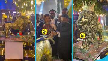 Ghanaian man cuts giants gold-plated lion cake at his birthday party, video trends: "Glass nkoa"