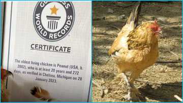 The world's oldest living chicken is 21 years old, receives certificate from Guinness World Records