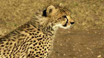 African cheetahs to be spotted soon in India thanks to Namibia deal