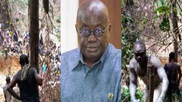 Galamseyers who fingered presidency granted bail; jubilate wildly in court amid ‘who say man no dey’ chants