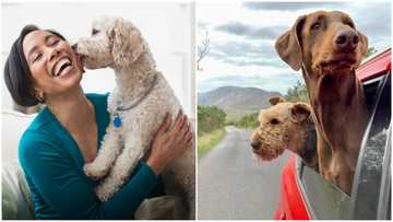 Moving Out to a New Place with Your Pet is Easy With These Simple Steps
