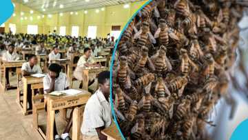 Bees attack BECE candidates at Wa school for the deaf causing 1 candidate to miss paper