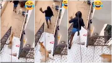 "This is wickedness": Man's dog pursues ex-girlfriend from house in video after she paid him surprise visit