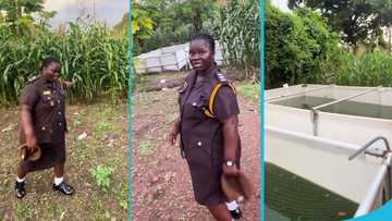 Sunyani Central Prison officer shows the corn, fish, and crops grown by inmates in a video