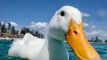 Ducks to Be Relocated by Animal Control Officers After They Invade Neighbourhood