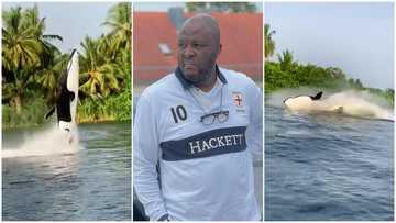 Ibrahim Mahama swims like a dolphin with his GH¢1.4 million sea breacher, flaunts skills in video