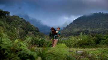 Indonesia, Norway ink deal to reward rainforest protection