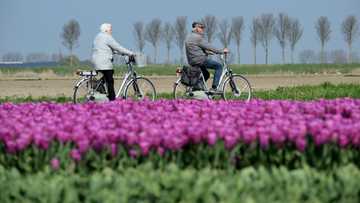 Dutch flower industry grasps thorny pesticide issue