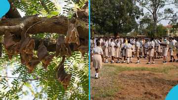 How bats chased out pupils from newly built classroom block