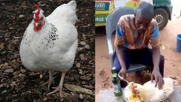 Video of man allowing a hen to eat directly from his food gets many talking online; netizens are concerned