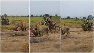Daring Boda Rider Ferrying Green Bananas Speeds Past Pride of Lions in Feeding Frenzy: "Zimeshiba"